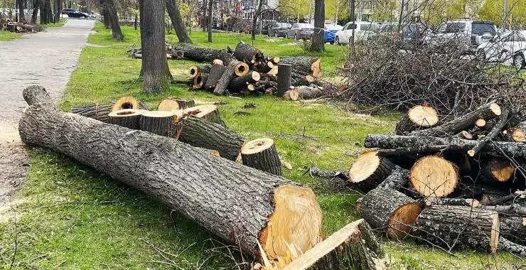 У центрі Харкова незаконно порубали живі дерева