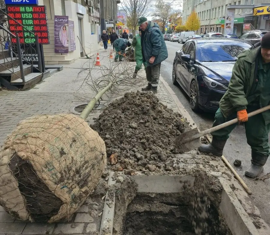 Двори з новим диханням: у Харкові за рік висадили сотні дерев