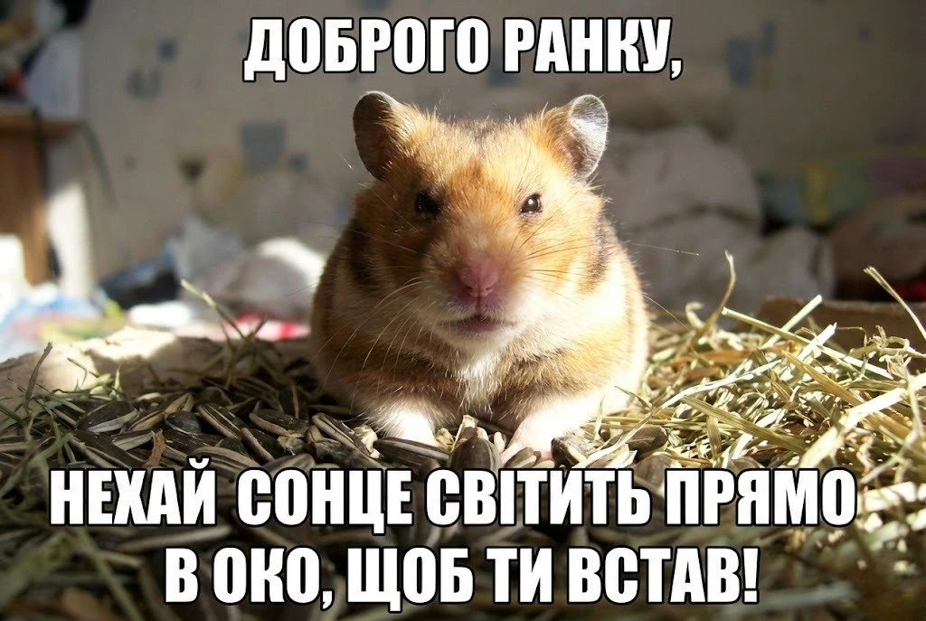 Доброго ранку: картинки з гумором для найкращого початку дня