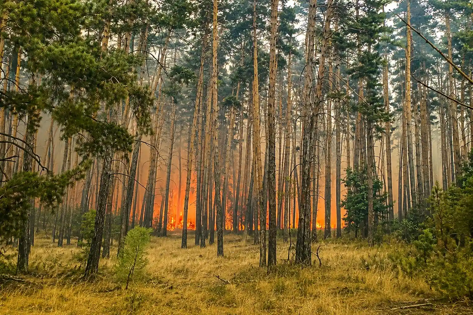 П’ять днів максимальної загрози: на Харківщині оголошено найвищий рівень пожежної небезпеки